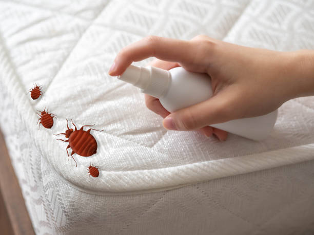 Flea Control Services in East Ridge, TN