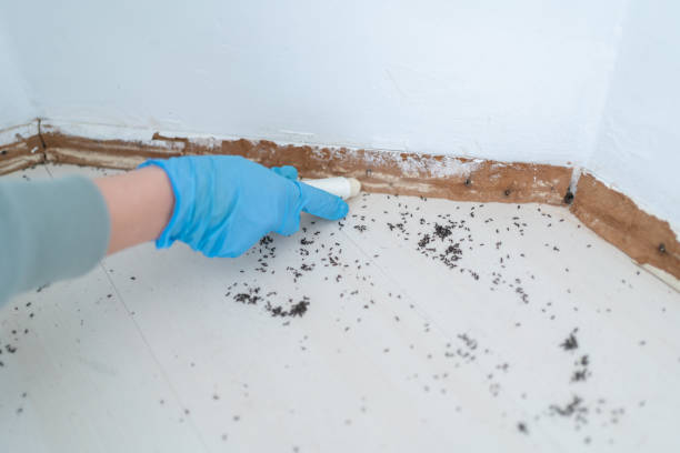 Best Mosquito Control Services  in East Ridge, TN
